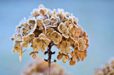 How to protect hydrangeas from frost this winter