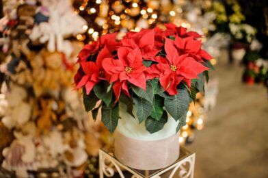 How to rebloom your poinsettia to last long after Christmas