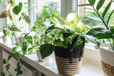 8 Houseplant Trends You’ll See Everywhere in 2025