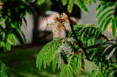 When and how to prune a mimosa tree like a pro