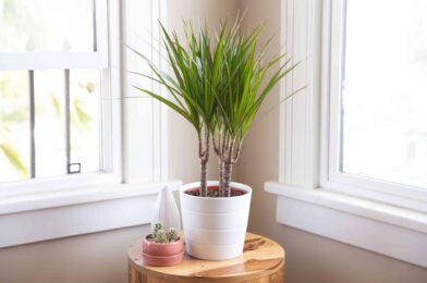 7 reasons why your dracaena has brown leaves and how to fix it