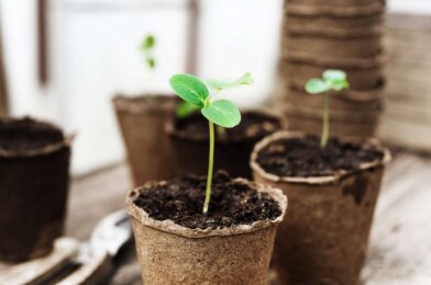 Why you shouldn’t start seeds too early (and when to do it)