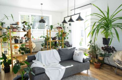 How I keep all 30 of my houseplants thriving, even in winter