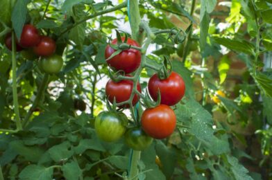 11 plants should never grow with tomatoes, says gardener