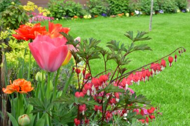 6 Sub-Spring flowers should grow for lush blossom